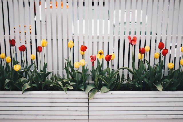 flowers in flower bed