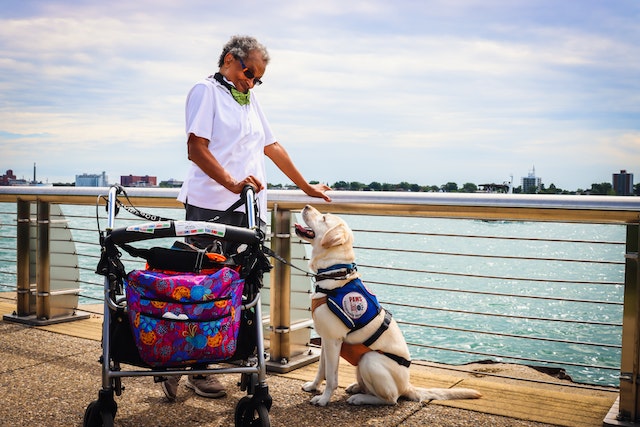 Person standing on a bridge with a wheel walker and a service dog